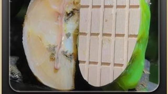 简单的一刀，直接让牛汁源源不断的往外出逃 修蹄