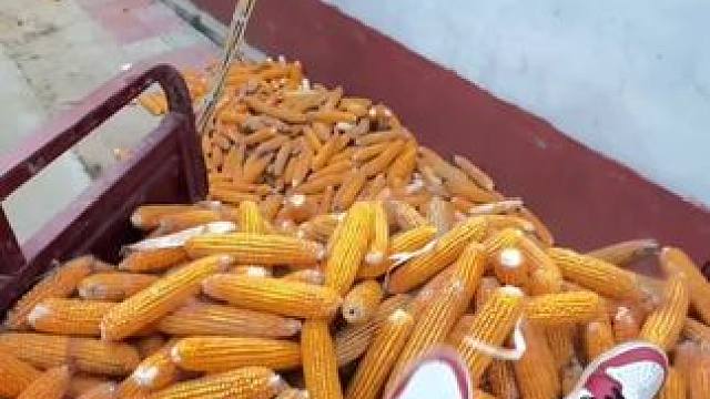 俺爸一句“爬半夜”也得弄完 说住掰了拉回家，非扔那铺排一地，还想赖我 #