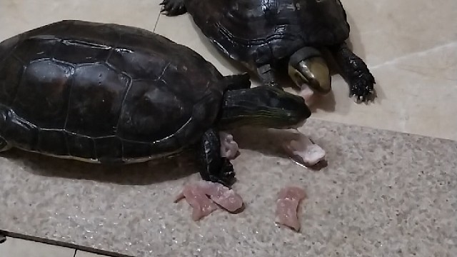 两只狼吞虎咽货