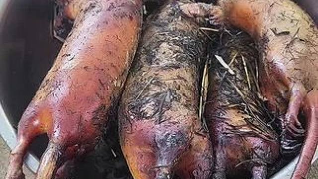 晚饭准备吃脆脆的烤田鼠 #美食 #泰国美食 #美食 #户外美食 #内容启发搜索