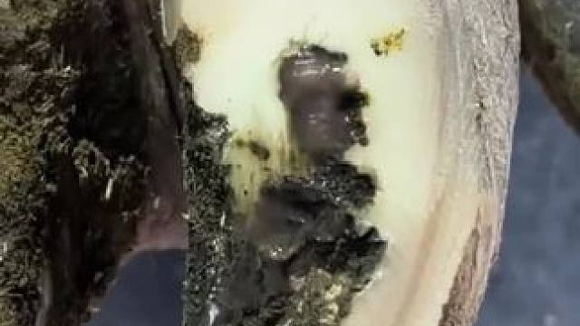 脚底板被穿刺的牛牛可不止一头修牛蹄