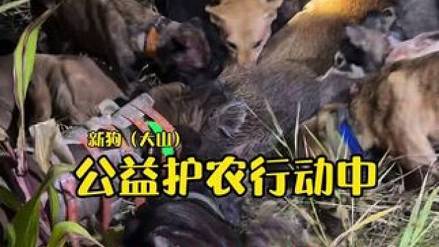 新狗大山开口了 新狗大山棒了新农人计划