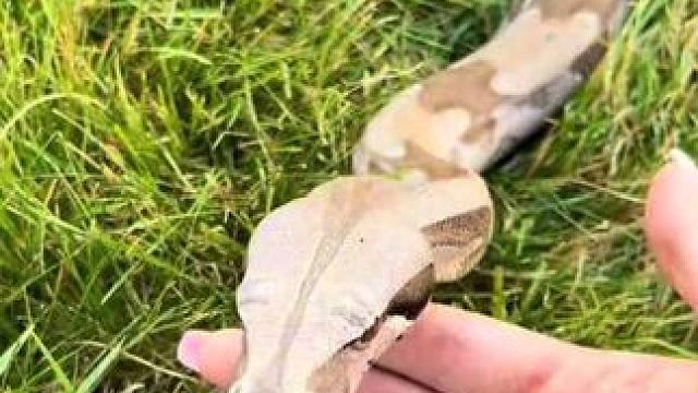 美女的宠物圭亚那蟒