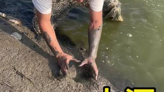 拳头那么大的鳝鱼洞你们见过吗？ 没想到最后抓到两条斤货，太意外了！