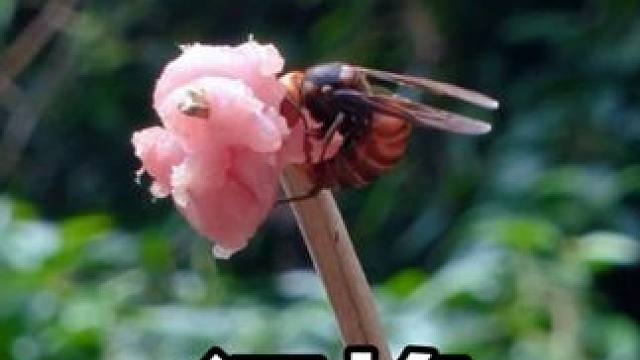 逃离城市沉浸体验野外的激情与放松 古法寻踪端马蜂窝，美味野餐户外露营#户外美食 #马蜂窝 #金环虎头