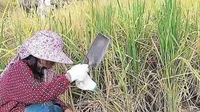 山卡卡里的农村大姐直播30天变现2000+新人首播一个小妙招直接抄#农村直播 #助农#新人首播#