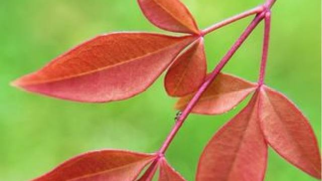 教你一招把路边来树叶拍出高级感 ，只需一个微距镜头 ，手机立马变单反