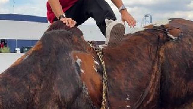 “红”“牛” 夏尔在生日这天成为牛仔