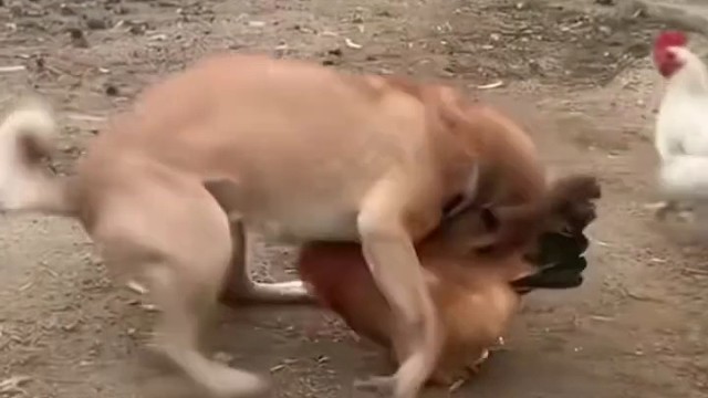 鸡犬不宁、鸡飞狗跳……[捂脸]