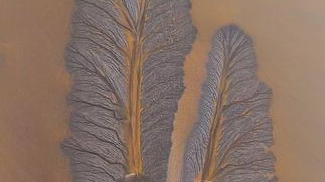 10月17日，浙江杭州，钱塘江退潮后浮现 “潮汐树” 景观，栩栩如生，脉络纵横交错，似是自然绘就的神