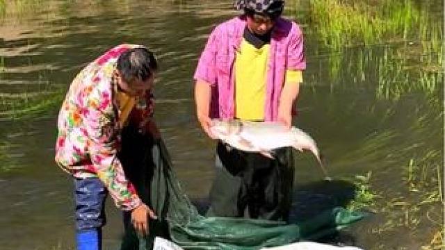 #抓鱼方法 #农村捉鱼视频