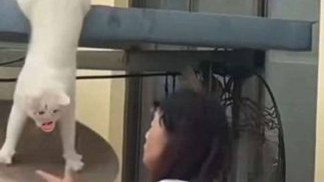 猫：其实我可以自己下来的#搞笑 #看一遍笑一遍 #万万想不到