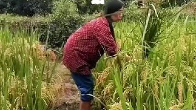 山卡卡里的农村大姐直播30天变现2000+新人开播一个小妙招直接抄#农村直播#新人首播#助农#支