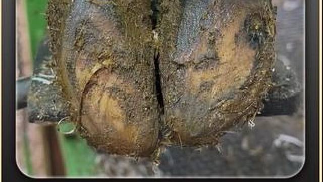 小小虫洞已经深入牛蹄中，肉眼可见内部粉色的真皮层