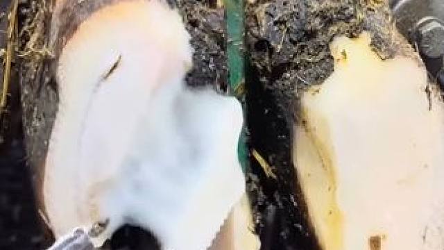 白白的角质下面竟然隐藏着一个黑洞修牛蹄