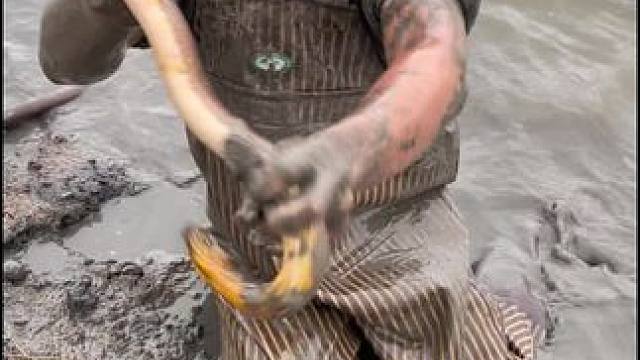 徒弟花200块钱包下60亩的虾塘，两个小时就扣了15.8斤，这下赚惨了！！#户外 #我的乡村生活