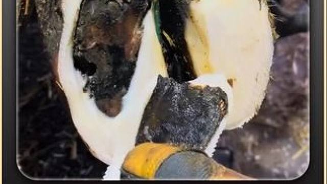 又是一个神仙牛蹄，内部糊满了黑巧克力