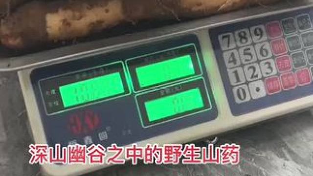 开始给外地客户发货
#野生山药 #野货越来越少了 #野货多多 #上热搜 #强烈推荐