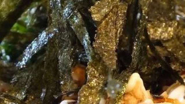 究竟是什么样的食物，才能称之为美食？ #猪排饭 #葱饼 #铁板猪杂 #蔬菜饼 #街头美食