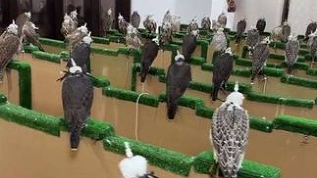 迪拜土豪一屋子的宠物鹰隼