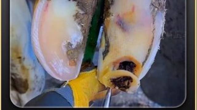 不知道大家是否还记得这个长反骨的牛蹄