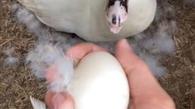 我就拿个蛋你急什么眼啊