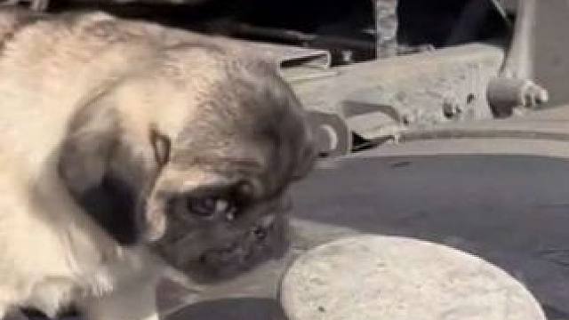 狗：不想养直说#搞笑 #看一遍笑一遍 #万万想不到