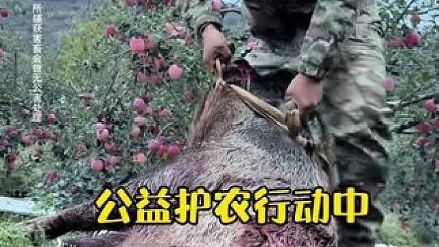 公益护农行动中 天天来吃村民的苹果 今天终于拿下了