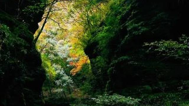 2025年10月22日旺苍红叶季正式启动，欢迎各地朋友来旺苍赏秋！风景如画的地