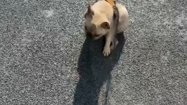 金猪之前养的狗美金