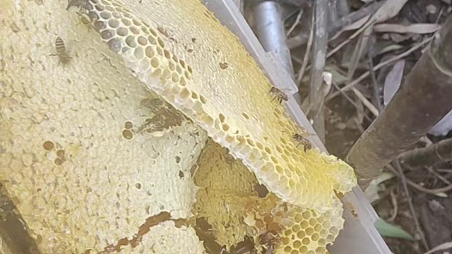 野生蜂蜜  正宗的土蜂蜜