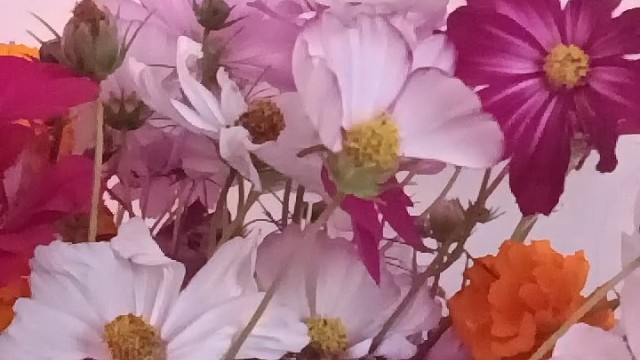 鲜花送给有情人