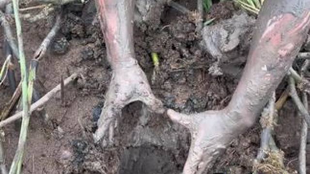 比头还大的鳝鱼洞大家见过吗？不会有三斤吧，你们猜猜有多大？#我的乡村生活 #户外