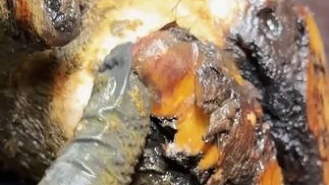 农场主说牛牛的脚后跟长了块东西修牛蹄