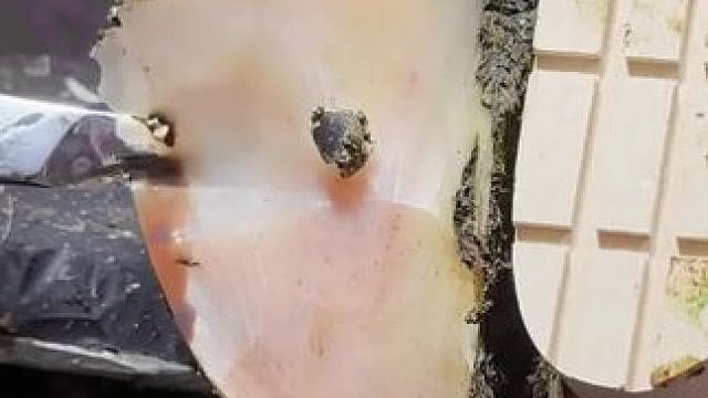 牛蹄的严重程度肉眼可见啊修牛蹄