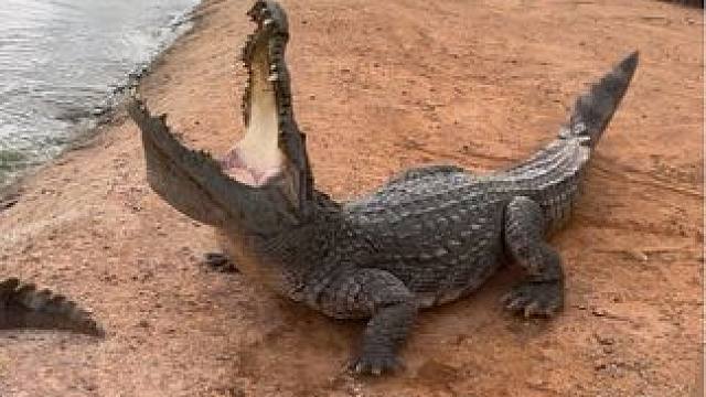 枪枪爆头谁扛得住