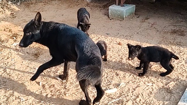 纯黑东德牧羊犬