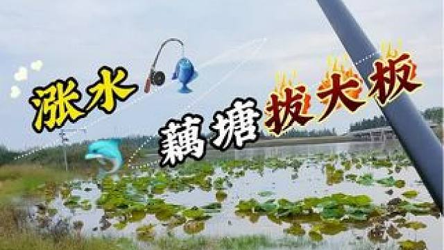 涨水荷花寻大板 #钓鱼#野钓#本诺冷刃炮竿#本诺钓鱼#老坛维它米