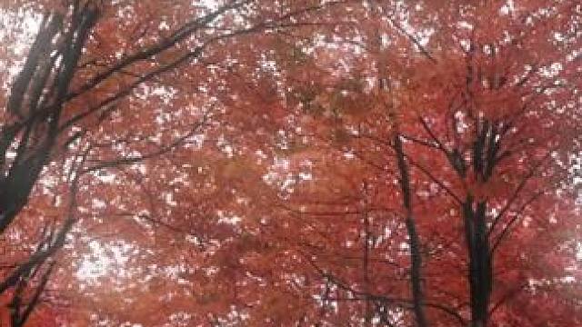 你都来看斯巴鲁了，还需要我介绍吗？#车拍 #情绪 #电影感 #斯巴鲁wrx