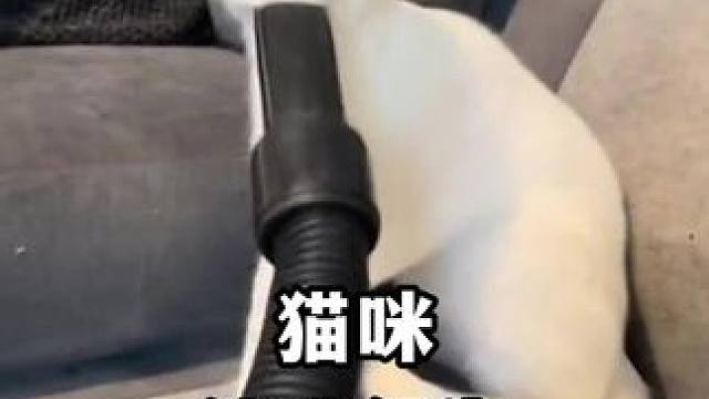 “猫咪迷惑行为”