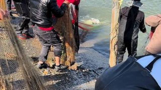 这一网鱼是真多啊，还有啥比捉鱼更开心快乐的呢？