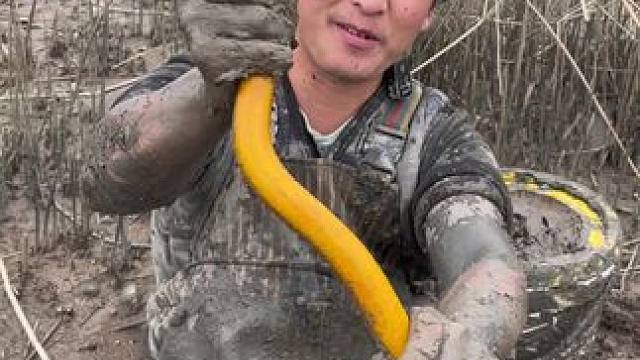 花900块钱包下虾塘的第三天，前两天扣了40斤，今天居然又爆桶啦！！#户外 #我的乡村生活