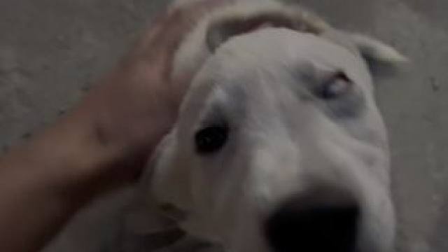 它有着泰拳的习练经历，同样也有着不大不小名号头衔。 #宠物vlog #泰拳 #踢拳 #格斗 #狗狗