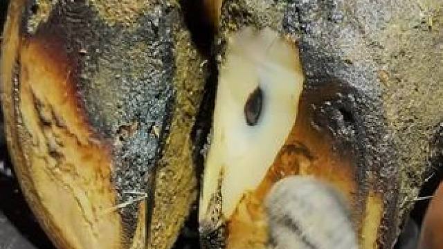 大水冲洗干净的牛蹄今天算是赶上了修牛蹄