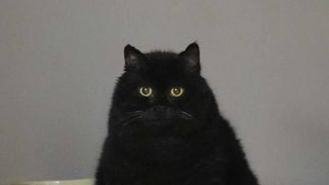 少喂一顿没事吧#小黑猫