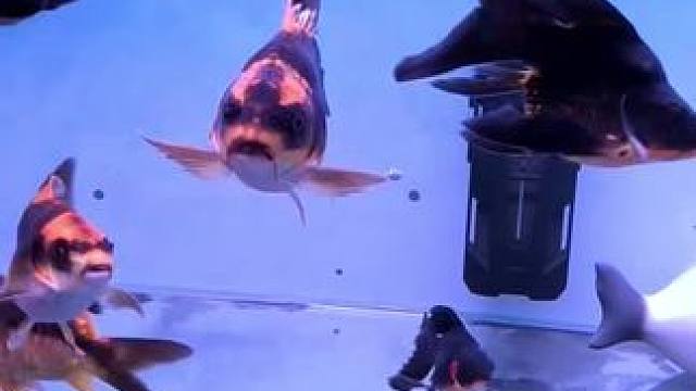 酷鱼二代直流交流转换变频水泵，真正的静音和超大流量。体积小颜值高，适合不同大小背滤仓底滤仓。