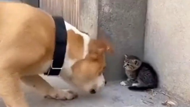 狗：这下不好意思了，让她娘给发现了[捂脸]