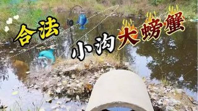 合法小沟有惊喜 #钓鱼#户外#户外野钓#老坛甜薯#聚鱼多