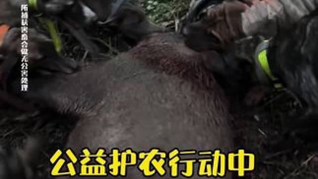 公益护农行动中 红狼开口了，狗狗合力拿下200加