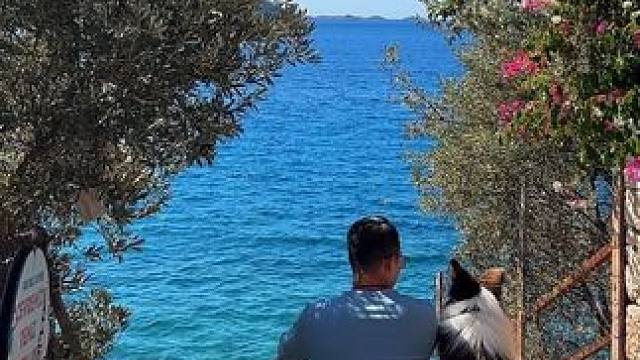 猫狗双全了，但猫不属于我，狗是我从中国带来的 #带狗狗去旅行 #带小狗去土耳其 #边牧王大锤 #土耳